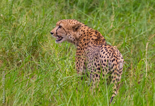 Cheetah  Acinonyx jubatus  is an interesting member of the feline family and is known for its fast running. Today  most of the species lives in South and East Africa. They are lives in Africa s Parks