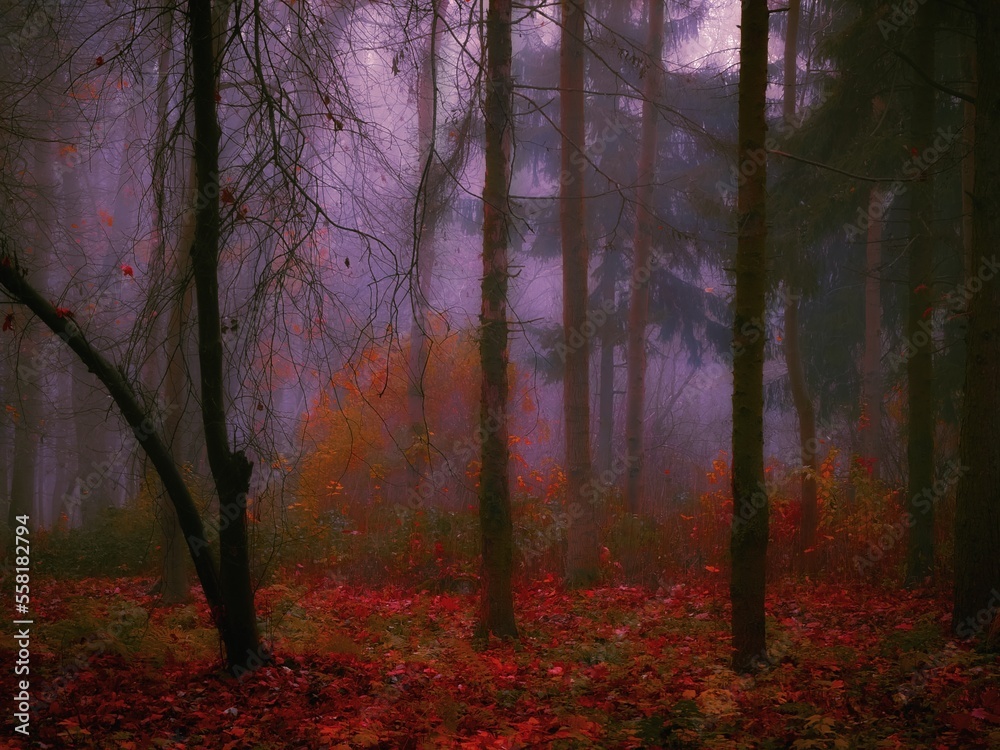 Gloomy autumn forest in the morning fog. Dark forest in late autumn. Mystic paranormal woods.