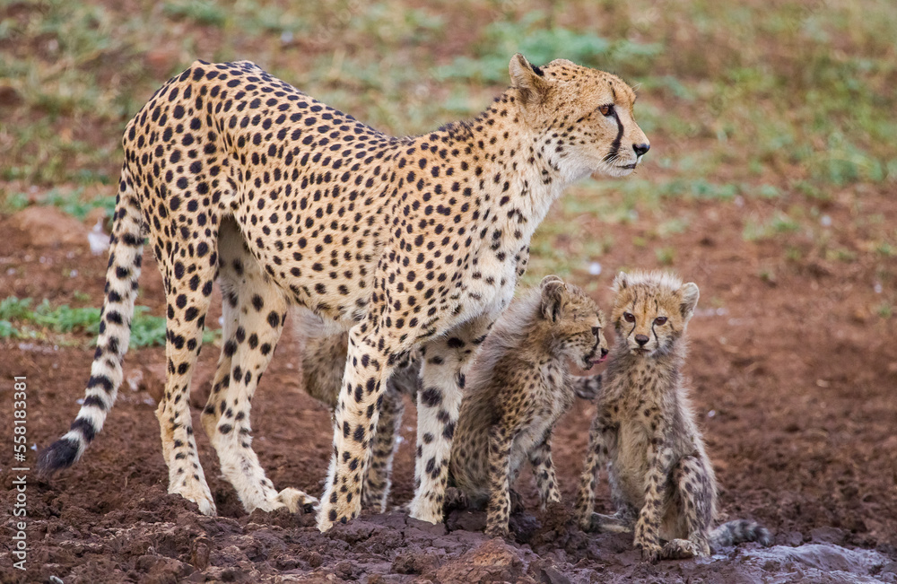 A large number of Cheetahs are found in the Sungulwane private game reserve, near the city of Durban in South Africa. This cheetah is also busy raising its 3 cubs. A large number of Cheetahs are found in the Sungulwane private game reserve, near the city of Durban in South Africa. This cheetah is also busy raising its 3 cubs.