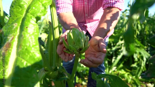 An older man puts an artichoke directly from the plant in his hands. Careful concept and quality of food, ecological and sustainable farming.