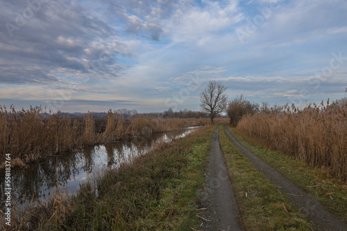 The landscape around the pond. Muddy dirt road and reeds. There are dramatic clouds in the sky.