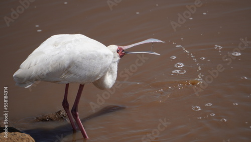 A spoonbill swallows water with his beak.