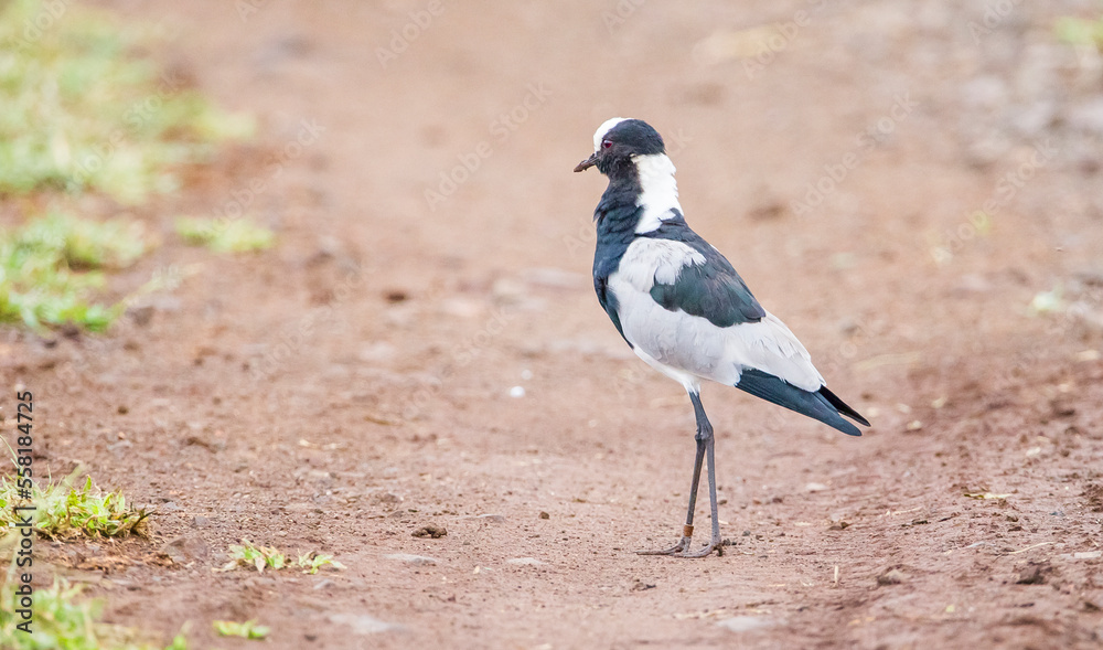 Blacksmith lapwing (Vanellus armatus) is a bird that spreads from Kenya and Tanzania to south and southwest Africa. Blacksmith lapwing (Vanellus armatus) is a bird that spreads from Kenya and Tanzania to south and southwest Africa.