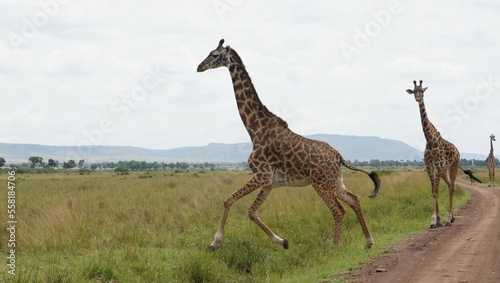  An adult giraffe jumps across a small dipression.