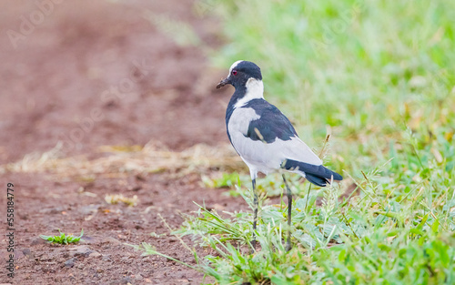 Blacksmith lapwing  Vanellus armatus  is a bird that spreads from Kenya and Tanzania to south and southwest Africa.