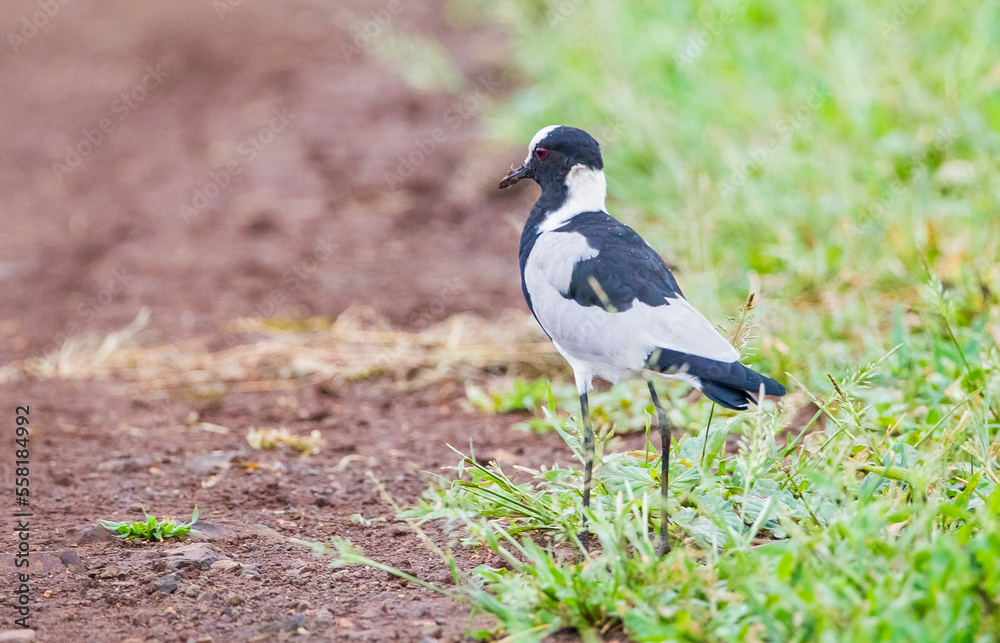 Obraz premium Blacksmith lapwing (Vanellus armatus) is a bird that spreads from Kenya and Tanzania to south and southwest Africa.