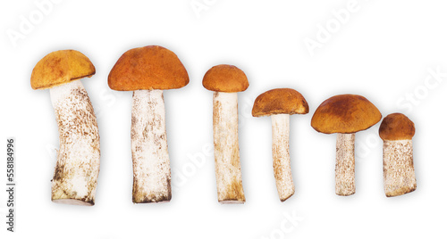 Fresh forest edible mushrooms on a white background