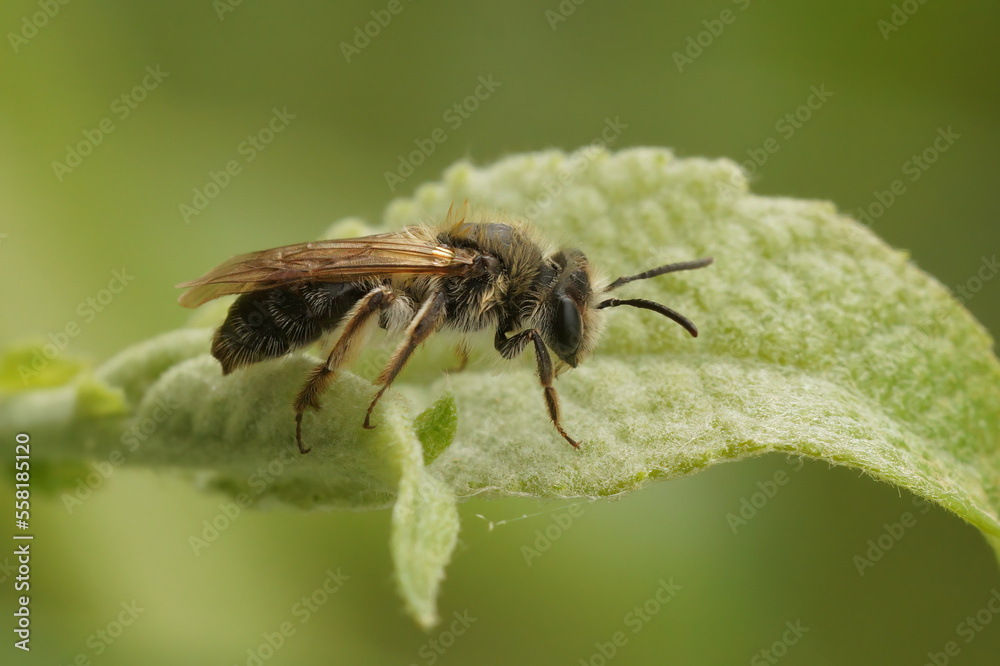 Closeup on a female Mellow minder mining solitary bee, Andrena mitis sitting on a green leaf Closeup on a female Mellow minder mining solitary bee, Andrena mitis sitting on a green leaf