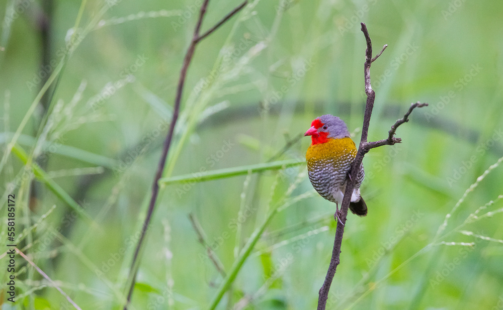 Green-winged pytilia (Pytilia melba) is an African song bird. Green-winged pytilia (Pytilia melba) is an African song bird.
