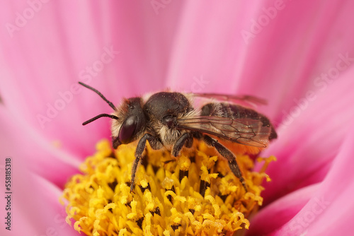 Closeup on a female Patchwork leafcutter bee, Megachile centuncularis, sitting in a pink Cosmos flower photo