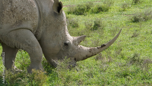 Close up of a white rhino grazing.