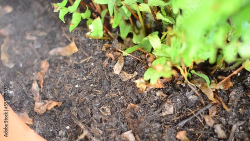 Soil, Wetting the dry soil of the fern grown in a flowerpot by spraying water