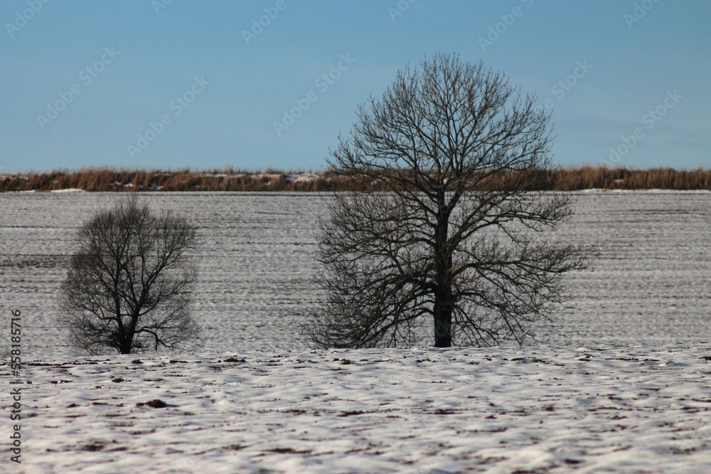 custom made wallpaper toronto digitalWinter in Vorhol village, Ukraine