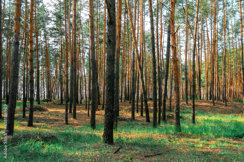 Pine forest on a sunny summer evening. In the rays of the setting sun Pine forest on a sunny summer evening. In the rays of the setting sun