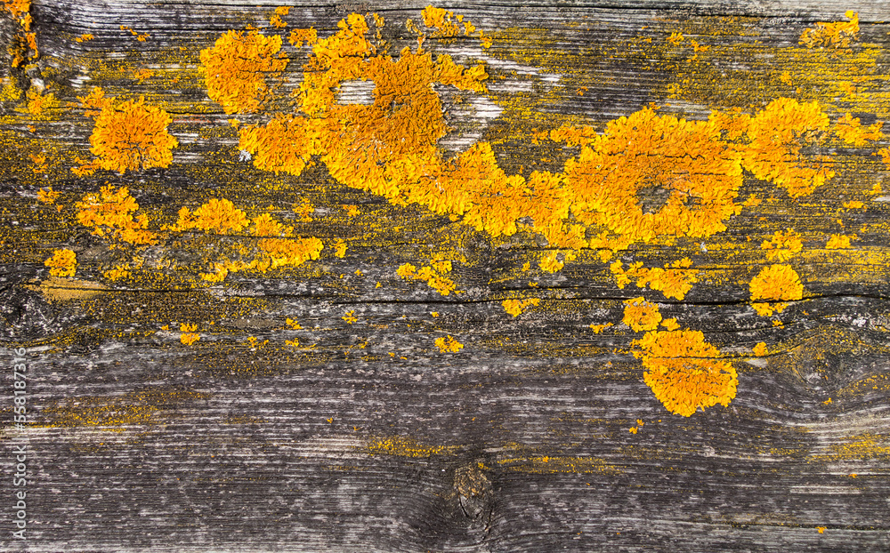 Old rustic wood background texture with yellow moss Old rustic wood background texture with yellow moss