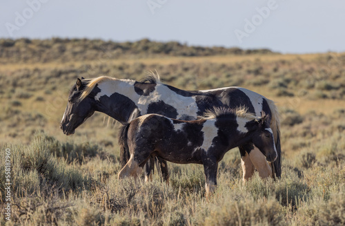 Fototapeta Naklejka Na Ścianę i Meble -  Wild horse Mare and Foal in the Wyoming Desert