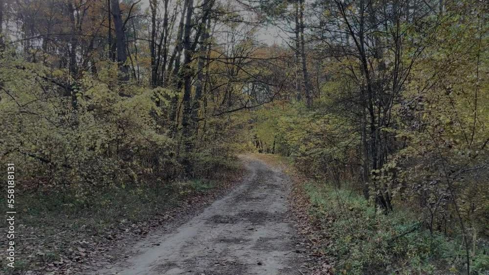 Road in the autumn forest, fine day in early autumn. Walking in the forest, weekends, tourism and vacation concept. Road in the autumn forest, fine day in early autumn. Walking in the forest, weekends, tourism and vacation concept.