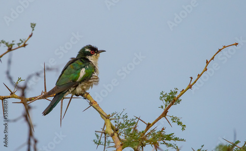 The diederik cuckoo (Chrysococcyx caprius) is a smallish cuckoo at 18 to 20 cm. Adult males are glossy green above with copper-sheened areas on the back and whitish underparts. photo