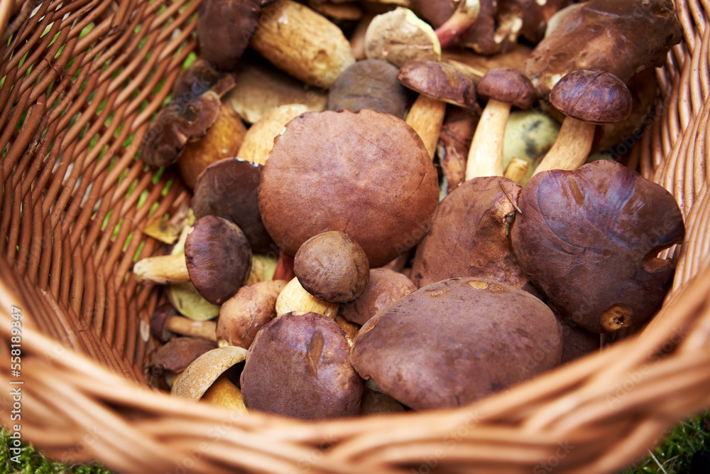 Hand holding a basket with wild edible mushrooms in the forest Hand holding a basket with wild edible mushrooms in the forest