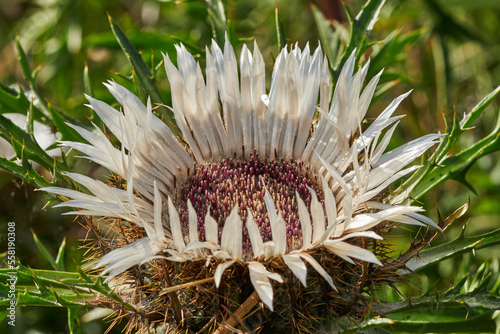 Silberdistel, Carlina acaulis