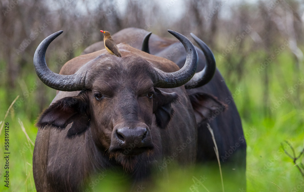 Red-billed oxpecker (Buphagus erythrorhynchus) is a resident African bird. It eats insects, often perching on antelopes and buffaloes. Red-billed oxpecker (Buphagus erythrorhynchus) is a resident African bird. It eats insects, often perching on antelopes and buffaloes.