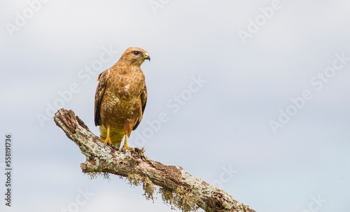 The common buzzard (Buteo buteo) is a medium-to-large bird of prey which has a large range. A member of the genus Buteo, it is a member of the family Accipitridae.