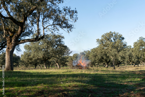 forest landscape with fire in winter to burn dry firewood