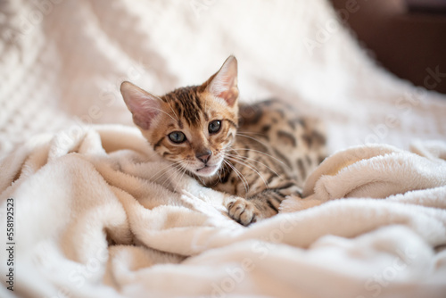 Portrait of bengal cat covered in white warm blanket, feline kitten lying on the sofa.The most expensive cat breed in the world.Typography design with cat