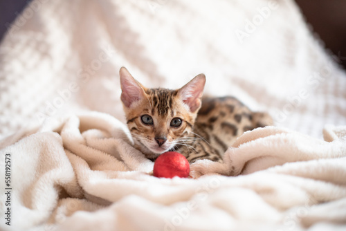 Portrait of bengal kitten covered in white blanket with red christmas ball, cute cat has a rest. Christmas time