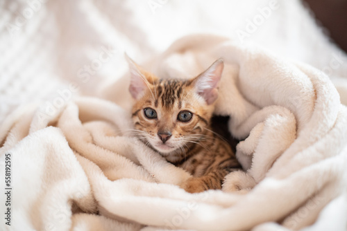 Portrait of bengal cat covered in white warm blanket, feline kitten lying on the sofa.The most expensive cat breed in the world.Typography design with cat