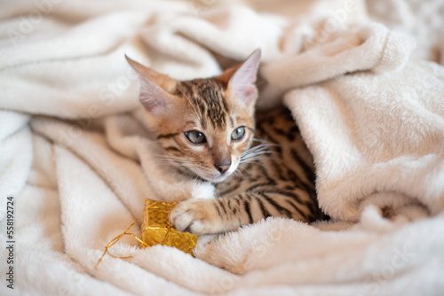 Portrait of bengal kitten with present box, cat is covered in white blanket, holidays banner 