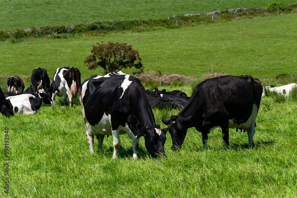 Several cows are eating grass. Cattle on a livestock farm. Agricultural landscape. Organic farm. Black and white cow on green grass field