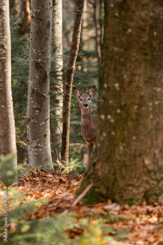 Curious roe in the enchanted forest