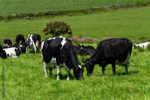 Several cows are eating grass. Cattle on a livestock farm. Agricultural landscape. Organic farm. Black and white cow on green grass field