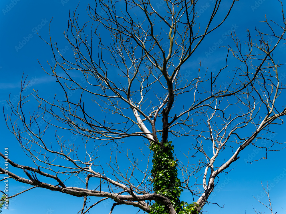 A leafless tree against a blue cloudless sky. Tree branches, ivy on a tree trunk. Bare tree under blue sky A leafless tree against a blue cloudless sky. Tree branches, ivy on a tree trunk. Bare tree under blue sky