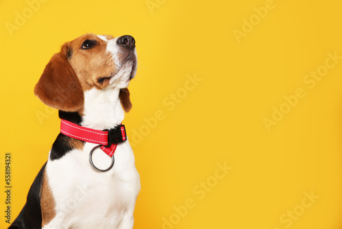 Adorable Beagle dog in stylish collar on orange background. Space for text