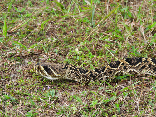 Eastern diamondback rattlesnake on a central Florida hiking trail