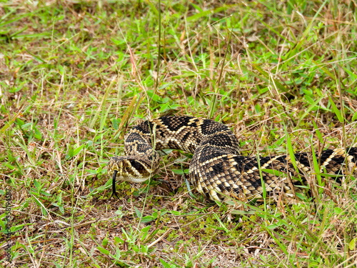 Eastern diamondback rattlesnake on a central Florida hiking trail