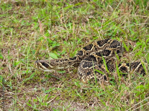 Eastern diamondback rattlesnake on a central Florida hiking trail