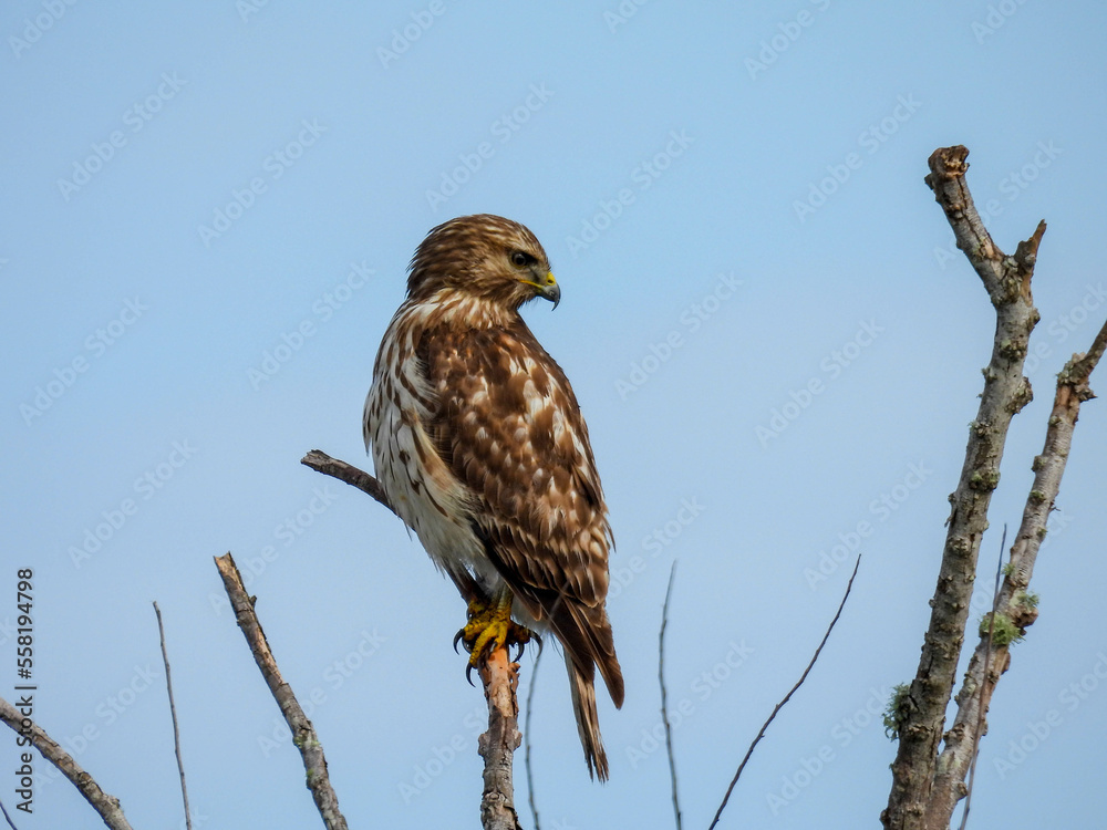 Juvenile red shouldered hawk at Lake Apopka Wildlife Drive Juvenile red shouldered hawk at Lake Apopka Wildlife Drive