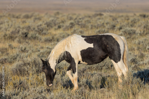 Wild Horse in Autumn in the Wyomign Desert