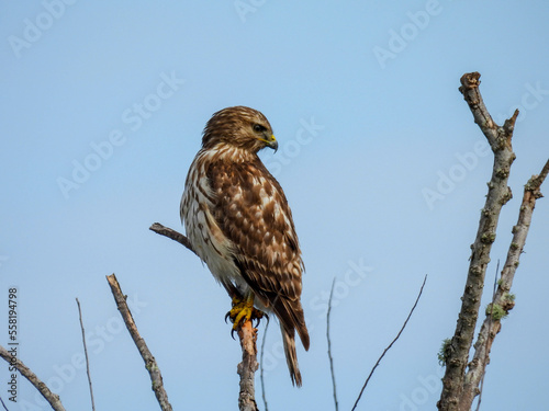 Juvenile red shouldered hawk at Lake Apopka Wildlife Drive