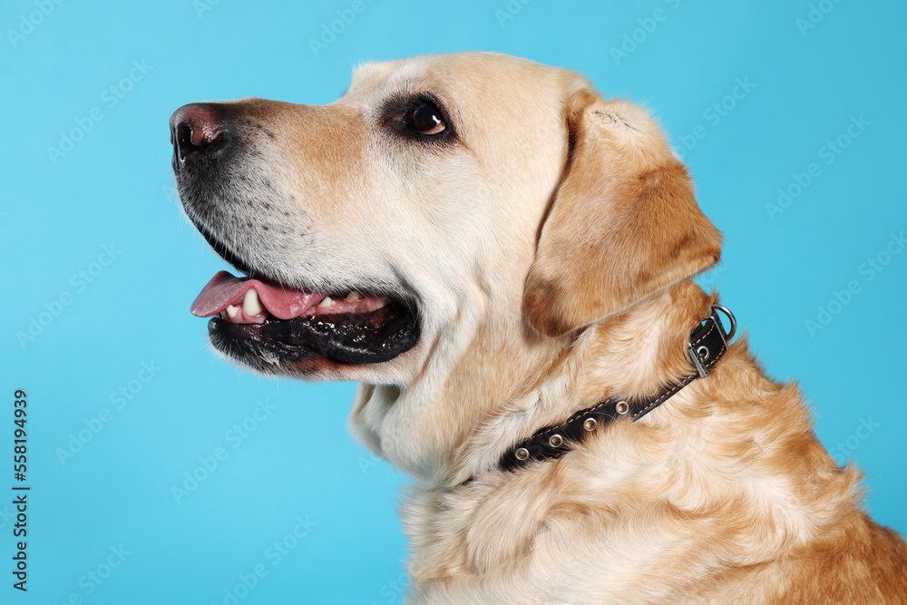 Cute Labrador Retriever in dog collar on light blue background