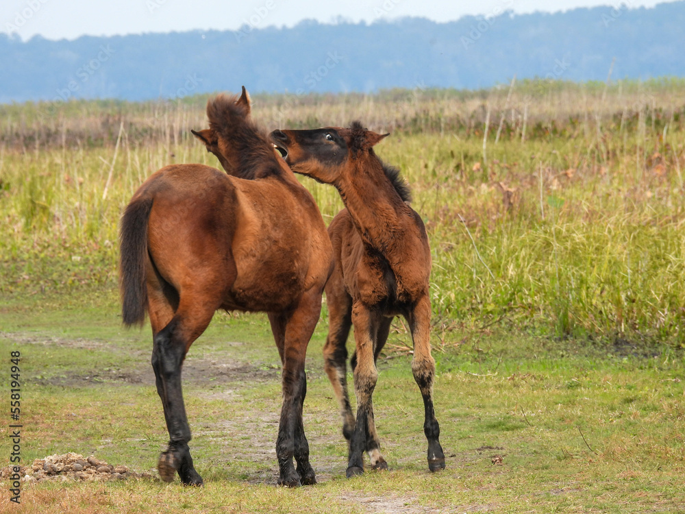 Wild horses at Paynes Prairie Preserve State Park in Florida Wild horses at Paynes Prairie Preserve State Park in Florida