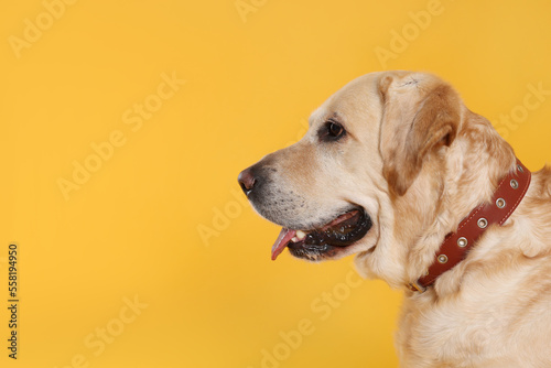 Cute Labrador Retriever in dog collar on orange background. Space for text