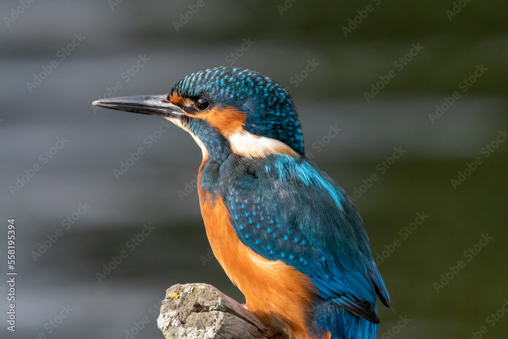 Fototapeta premium Adult male kingfisher sitting on a perch at Lakenheath Fen nature reserve in Suffolk, UK