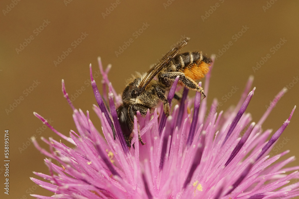 Closeup on a female leacutter solitary bee, Megachile, drinking nectar from a purple knapweed flower, Centaurea jacea Closeup on a female leacutter solitary bee, Megachile, drinking nectar from a purple knapweed flower, Centaurea jacea