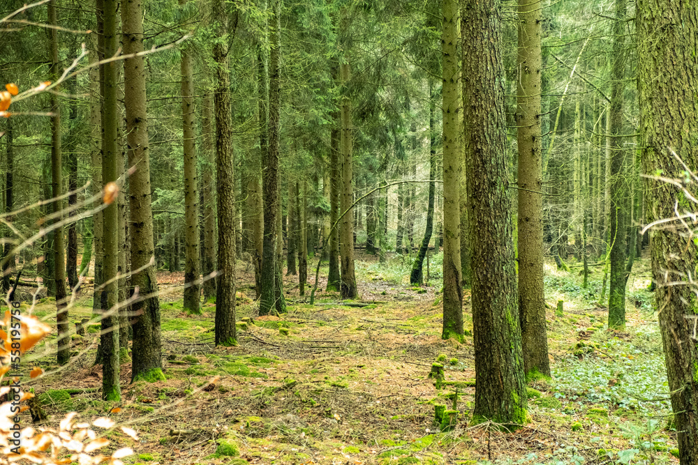 Walking in the forest near Frankfurt during the winter months with blue vibes. The forest during the winter in Germany Walking in the forest near Frankfurt during the winter months with blue vibes. The forest during the winter in Germany