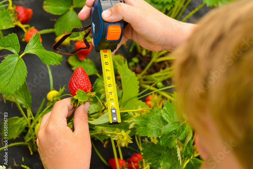The boy measures the size of a strawberry with a tape measure promoting a healthy eating lifestyle for younger children.