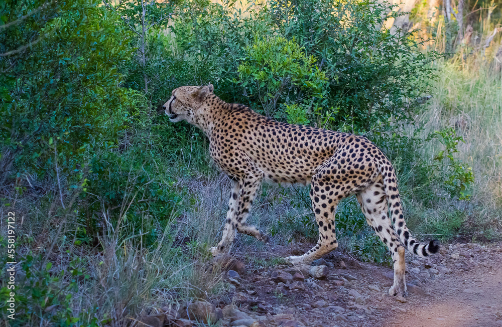 Obraz premium Cheetah (Acinonyx jubatus) is an interesting member of the feline family and is known for its fast running. Today, most of the species lives in South and East Africa. They are lives in Africa's Parks